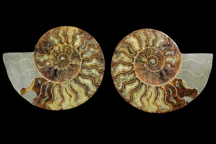 Agatized Ammonite Fossil - Agatized #144110